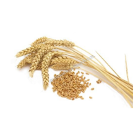 Wheat 1000 KG