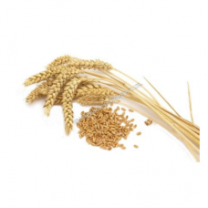 Wheat 1000 KG